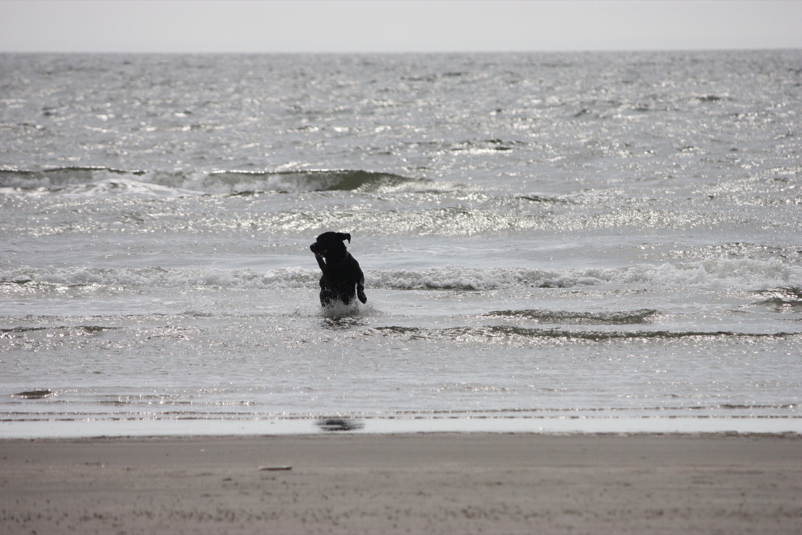 Hund der bader i vesterhavet - hunde er velkomne på Rødgaard Camping